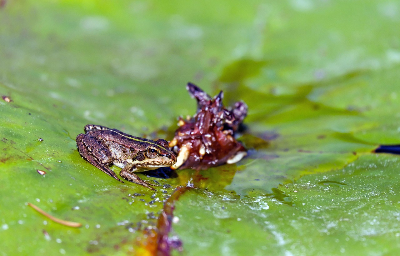 Frog - free online jigsaw puzzle photo