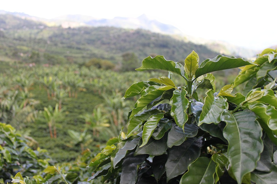 Café, Colombia, Verde, Cafe, Granos Café, Cosechar