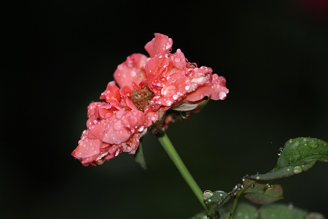 Free Flower Rose Flower photo and picture