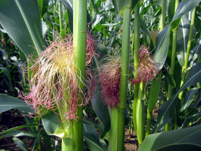 Free Cornfield Corn On The Cob photo and picture