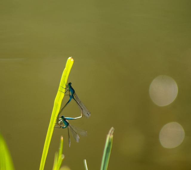 Free Dragonfly Dragonfly Mating photo and picture