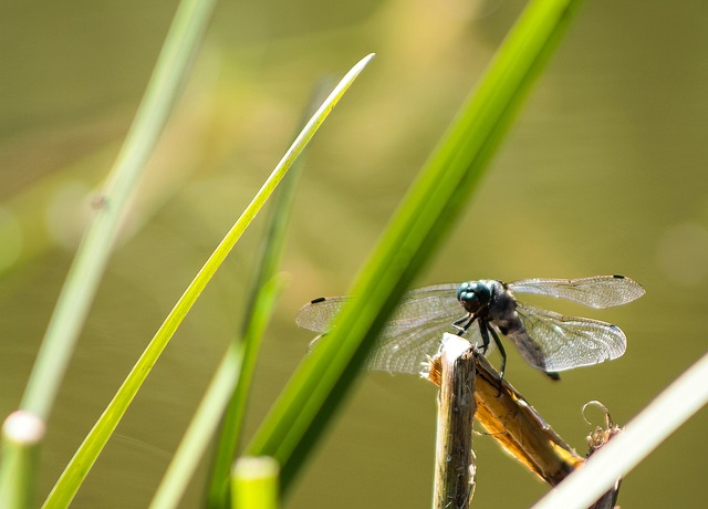 Free Dragonfly Mood photo and picture