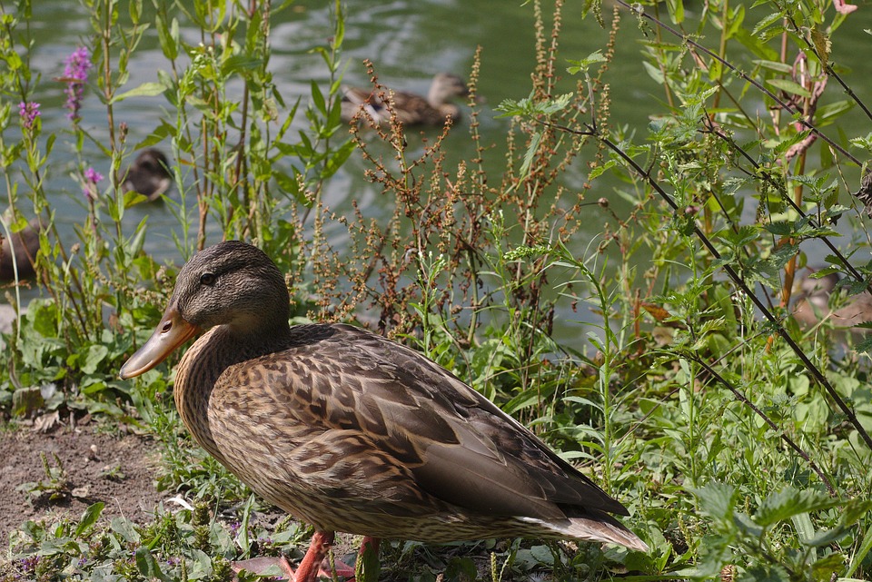 Ente Teich See - Kostenloses Foto auf Pixabay