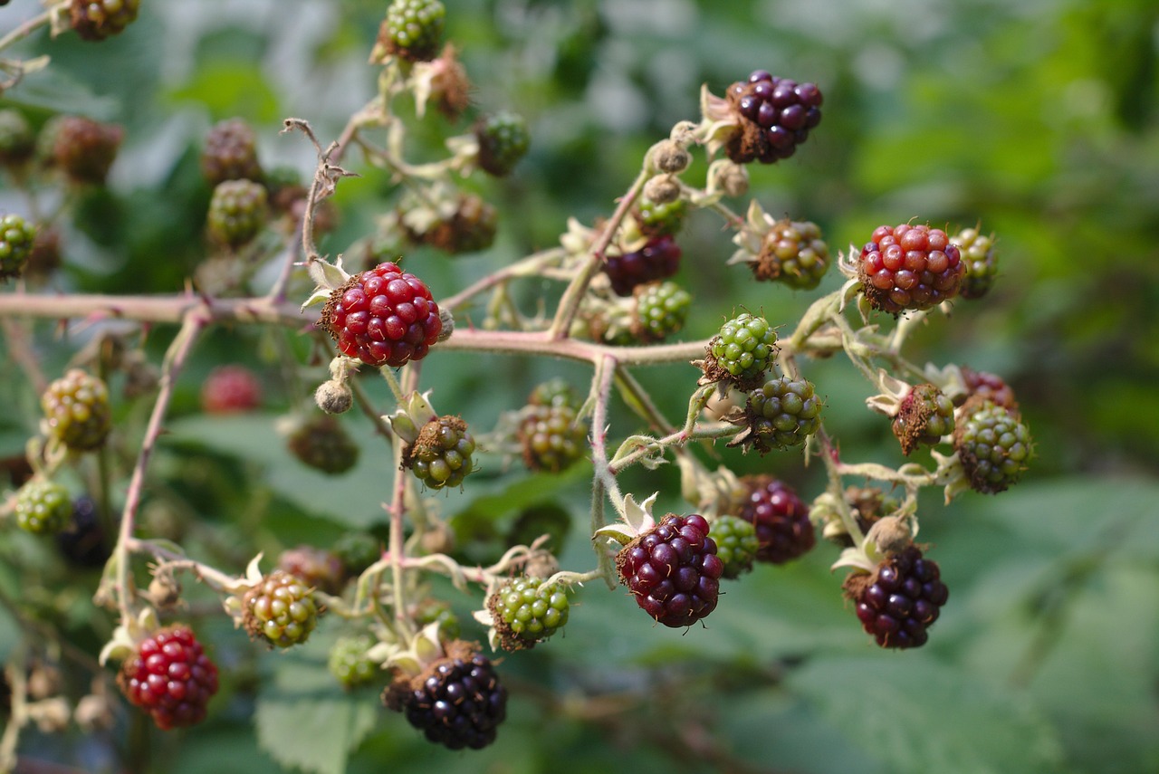 Bokeh - free online jigsaw puzzle photo