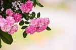 roses, pink, pink roses