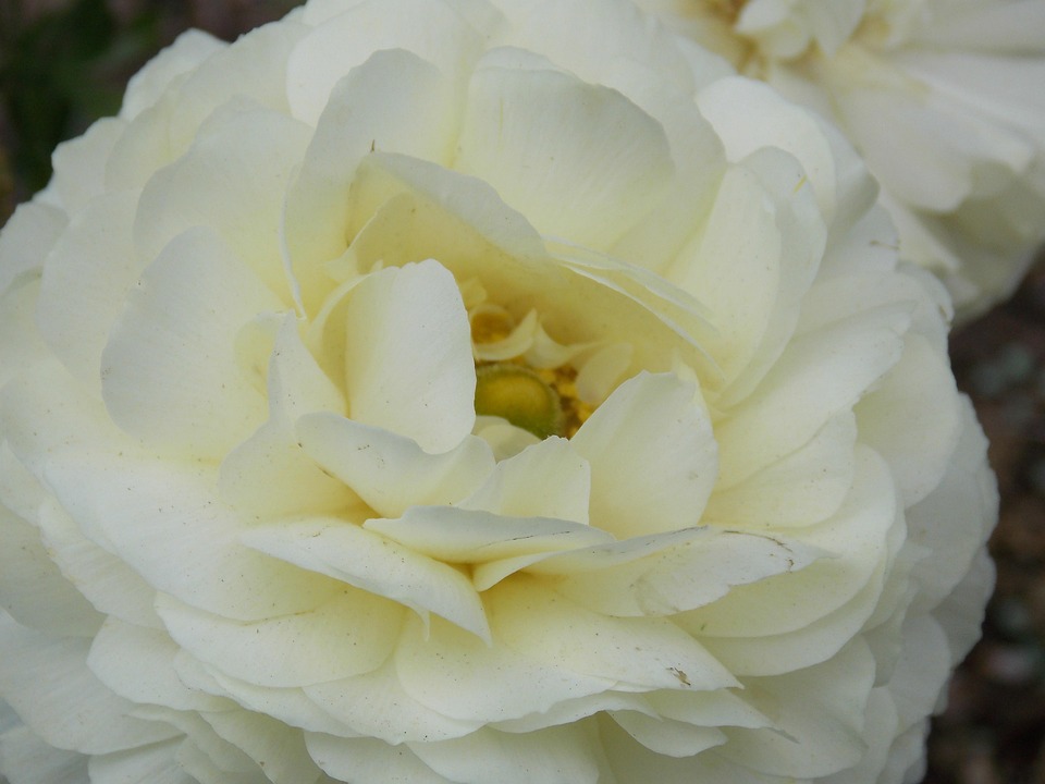 Wedding Decor - Flowers and Their Meaning Gardenia Flower, White Flower, Wedding Flowers