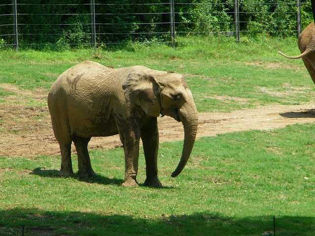 Free Zoo Elephant photo and picture