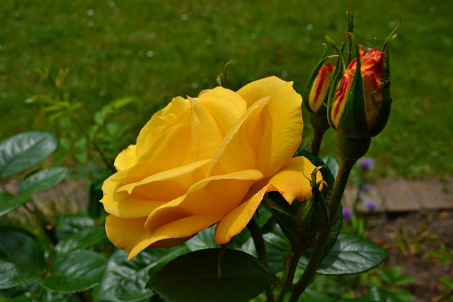 Free Nature Garden photo and picture
