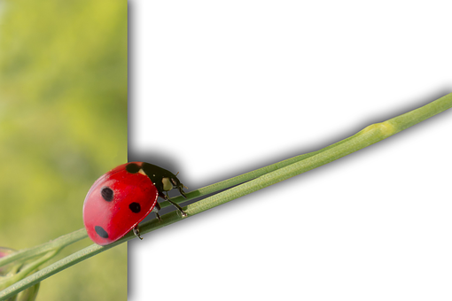 Free Ladybug Isolated illustration and picture