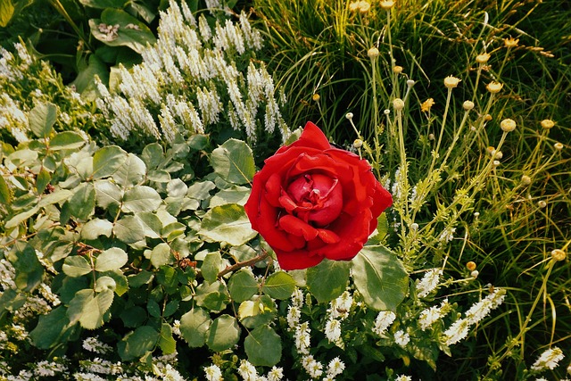 Roos Rood Roos Rood Bloemenbed - Gratis foto op Pixabay - Pixabay