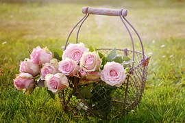 Roses, Blossom, Bloom, Pink Rose