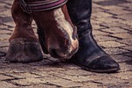 horse, huf, boots
