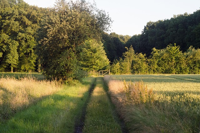 Free Forest Green photo and picture