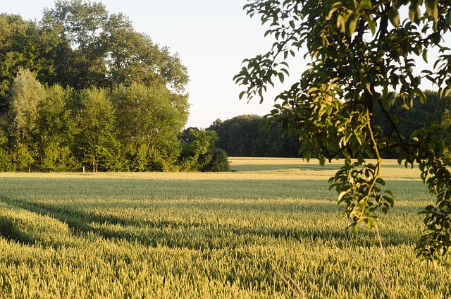 Free Green Forest photo and picture