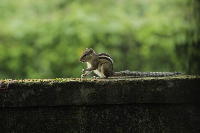 Free Squirrel Outdoor photo and picture