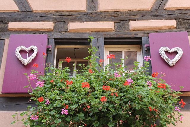 Free Window Geraniums photo and picture