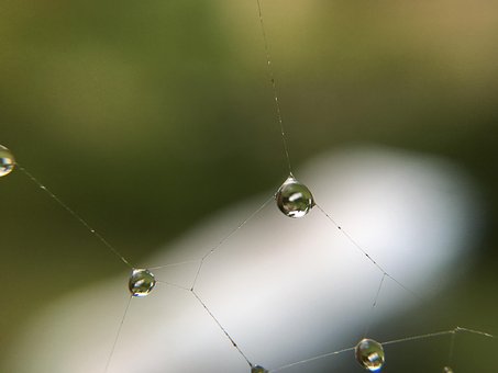 Edderkoppespind, Vand, Dråber, Dugdråbe