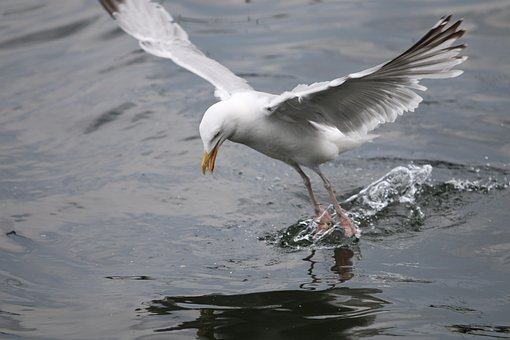 Free Gull Kiel photo and picture