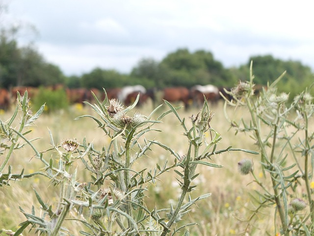 Free Thistles Thistle Willow photo and picture