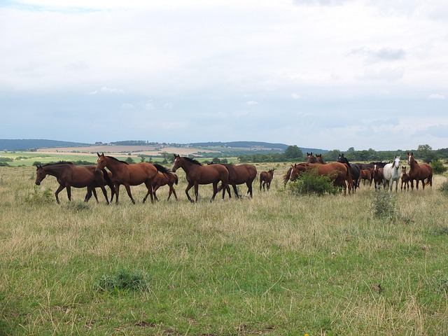 Free Herd Horses photo and picture