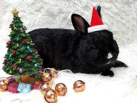 Rabbit, Hare, Munchkins, Long Eared