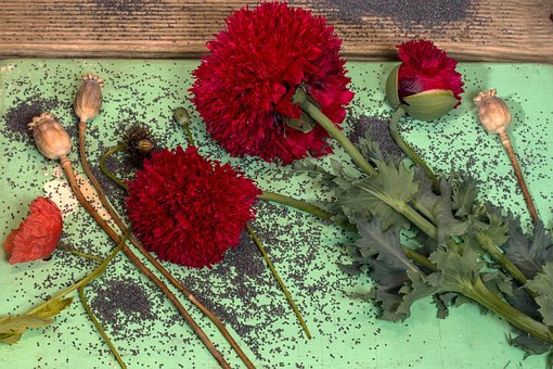 Free Poppy Garden Poppy photo and picture