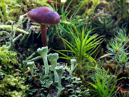 Free Forest Nature photo and picture
