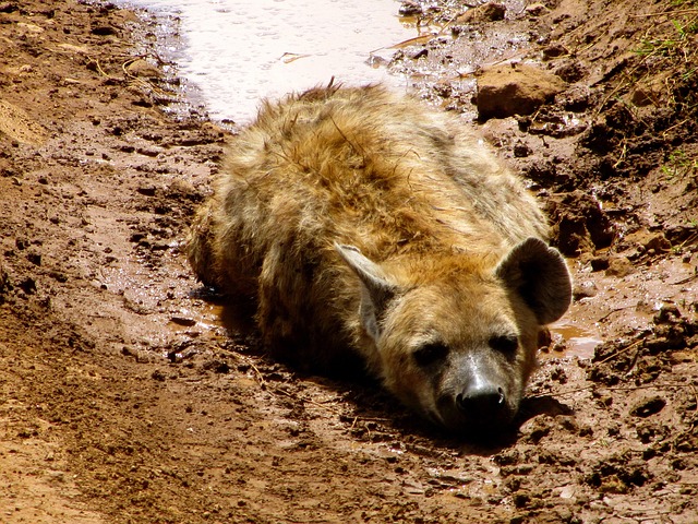 Free Hyena Animal photo and picture