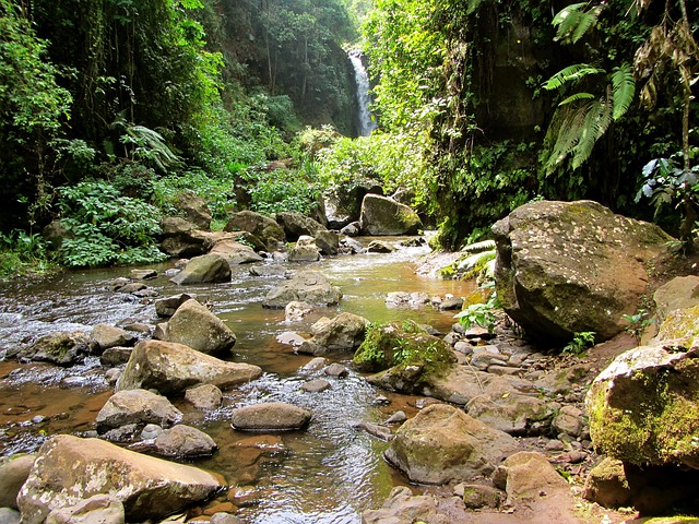 Free Jungle Water photo and picture