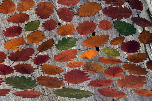 Free Leaves Foliage Leaves photo and picture