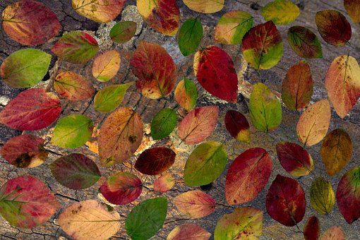 Free Leaves Foliage Leaves photo and picture