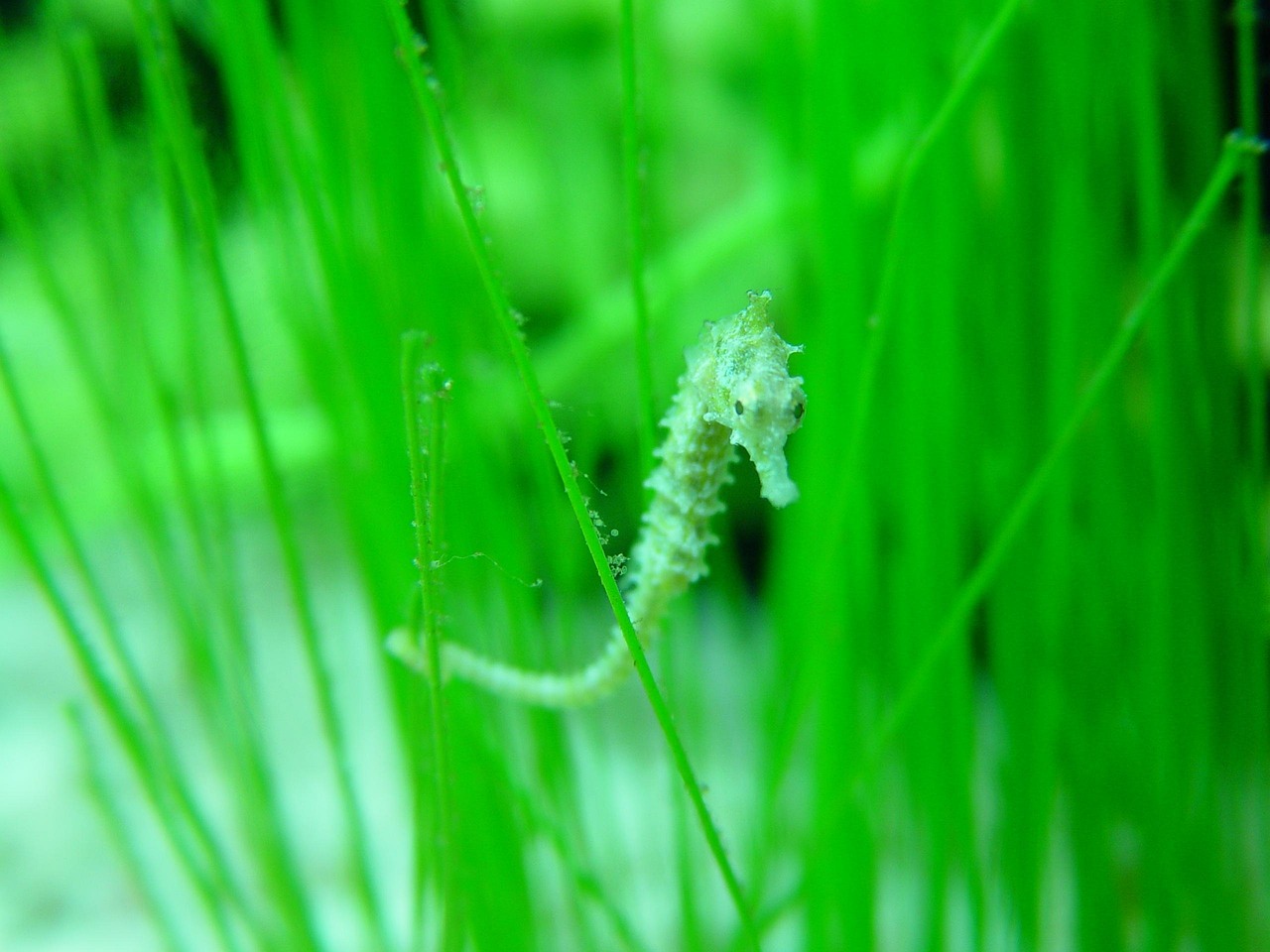 Free Seahorse Biology photo and picture