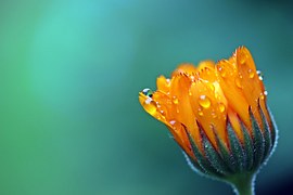 Marigold, Calendula, Orange