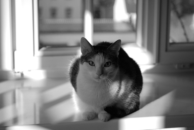 Free Cat Nature photo and picture