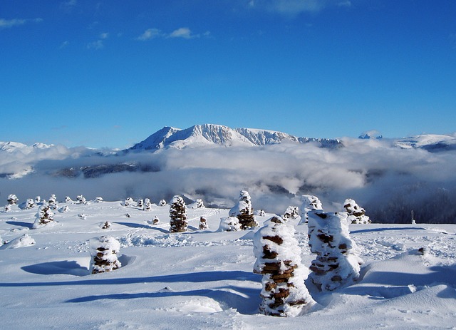 Free Sturdy Almonds Winter photo and picture