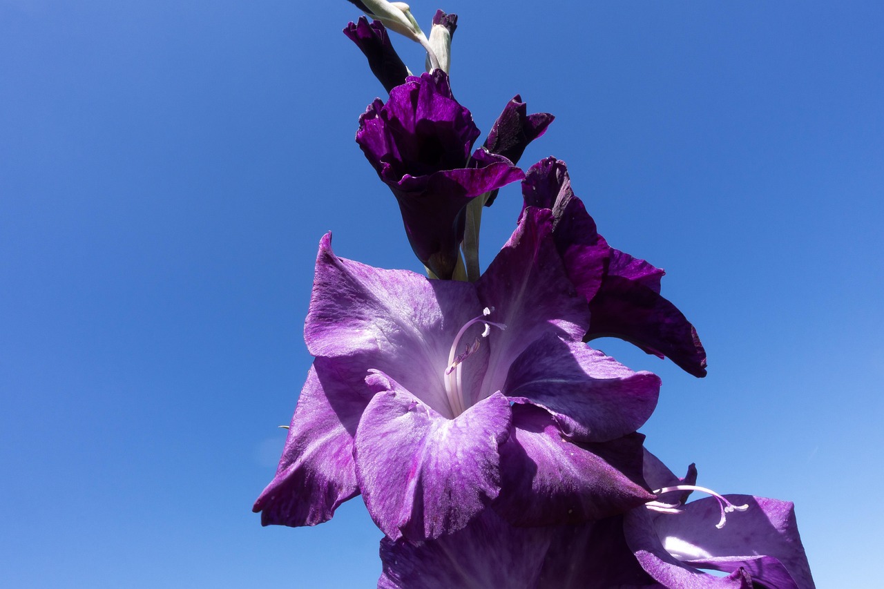 唐菖蒲 剑花 虹膜家族 - Pixabay上的免费照片 - Pixabay