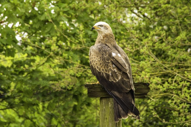 鳥 野生動物 タカの保護 - Pixabayの無料写真 - Pixabay