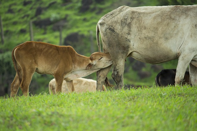 Free Calf Feeding photo and picture