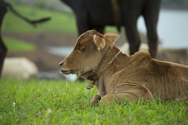 Free Baby Farm photo and picture