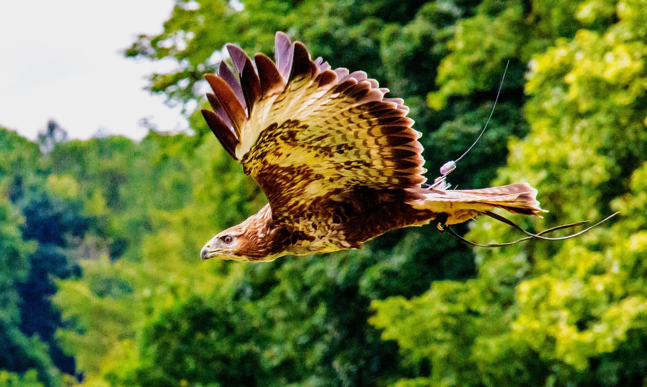 African Fish Eagle - free online jigsaw puzzle photo