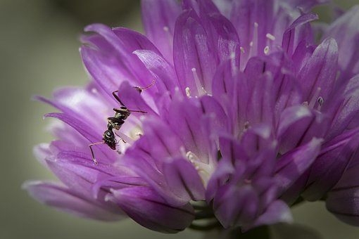 Ameise, Blumentapete, Insekt
