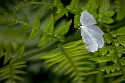 Schmetterling, Natur, Insekt, Laub
