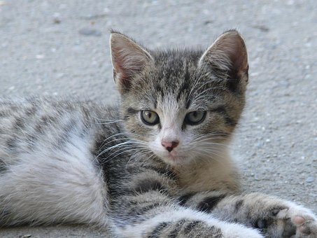 Katze, Haustier, Tier, Kätzchen, Augen