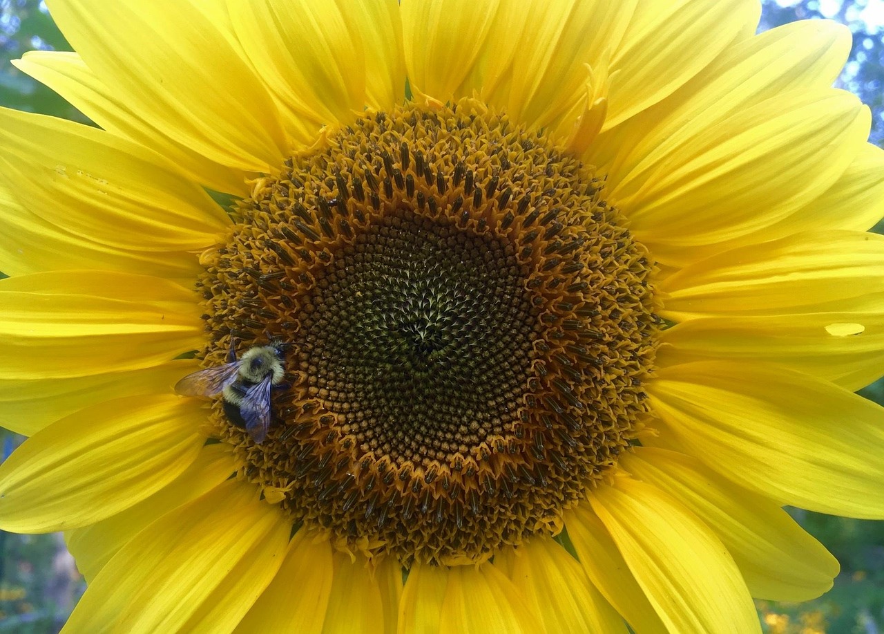 Sunflower Flower Yellow - Free photo on Pixabay - Pixabay