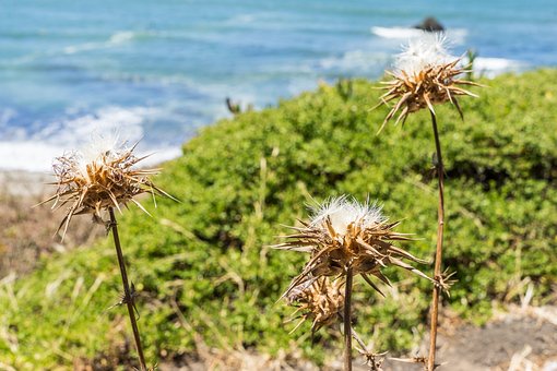 California, Trocken, Pacifica, Blume