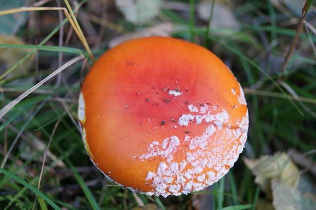 Ciupercă, Otrăvitor, Macro, Ciuperci