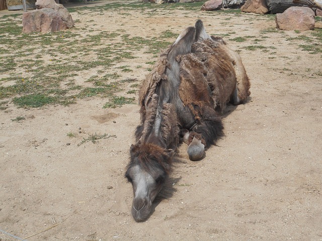 Cămilă, Animal, Bun, Cerb, Deşert, Nisip