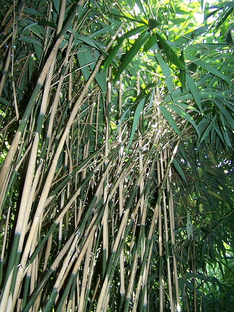 Free Bamboo Forest photo and picture