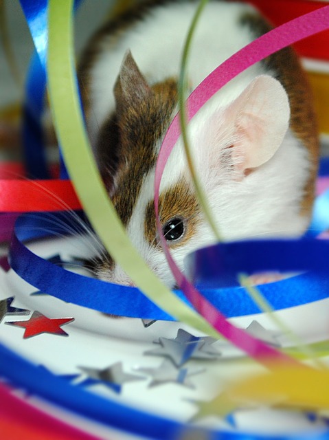Free Animal House Mouse photo and picture