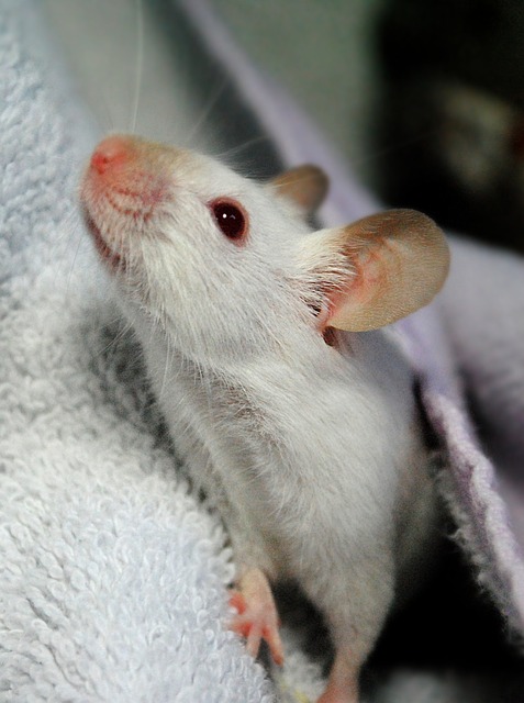 Free Animal House Mouse photo and picture